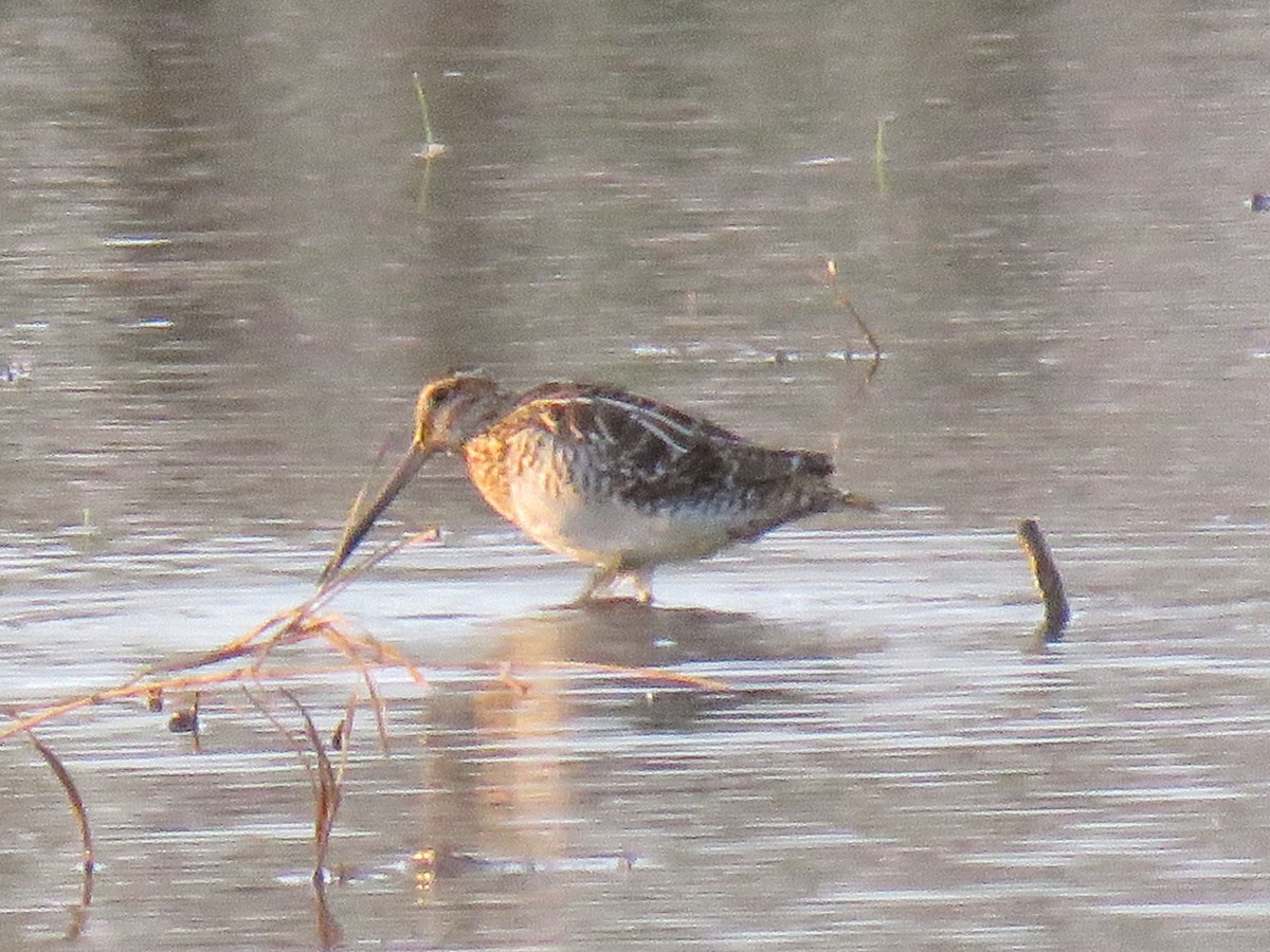 Wilson's Snipe - ML616839966