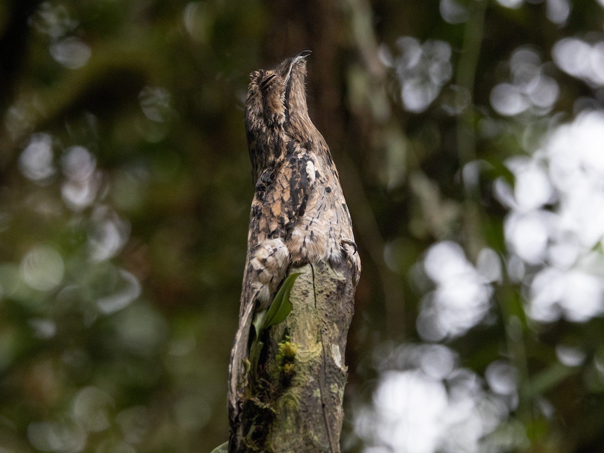 Common Potoo - ML616839967