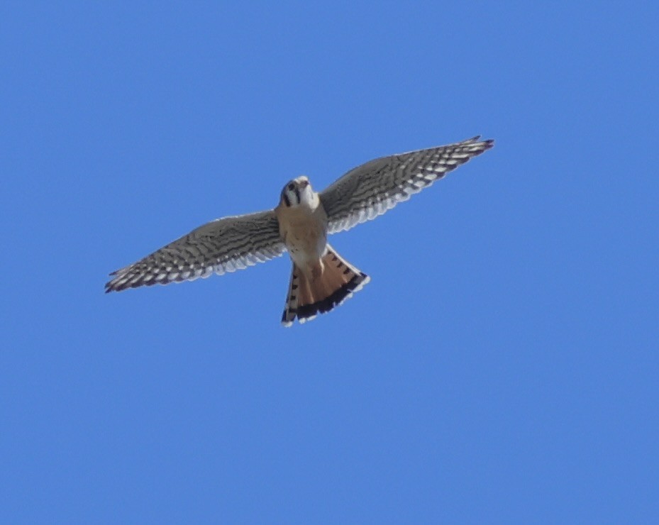 American Kestrel - ML616839971