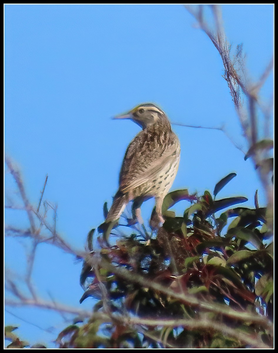 Western Meadowlark - ML616839972