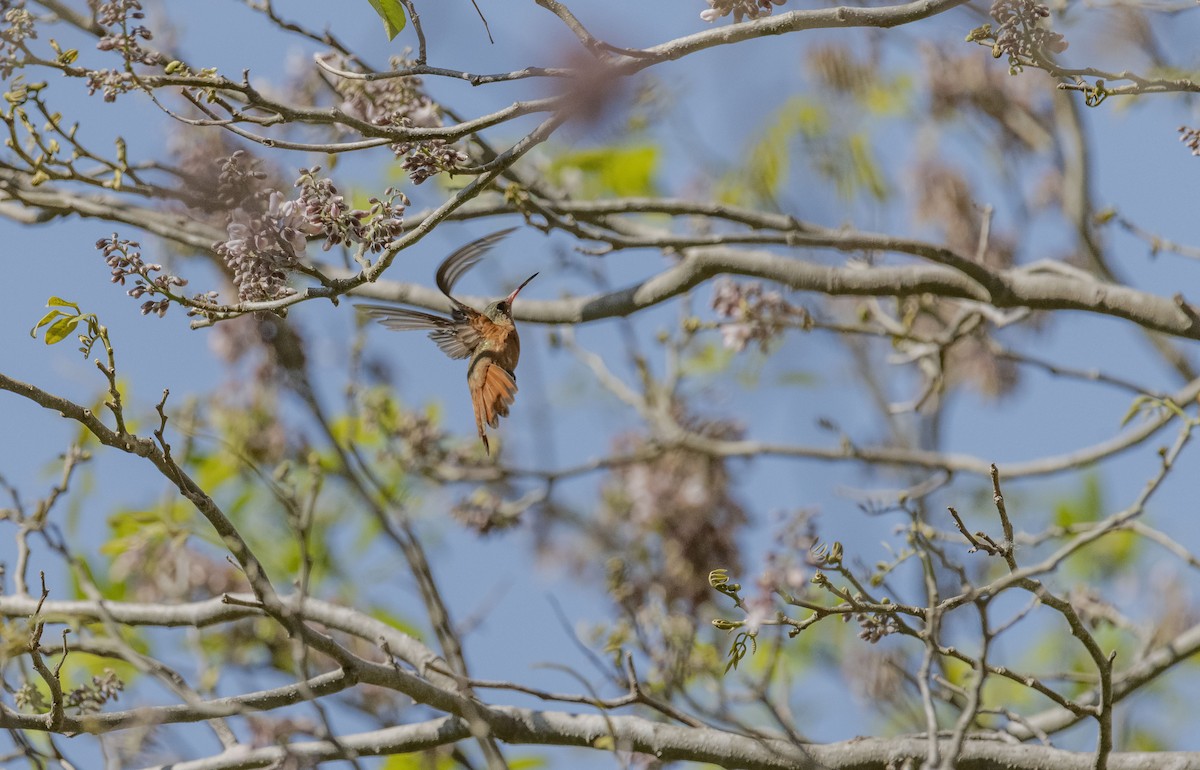 kanelkolibri - ML616839973