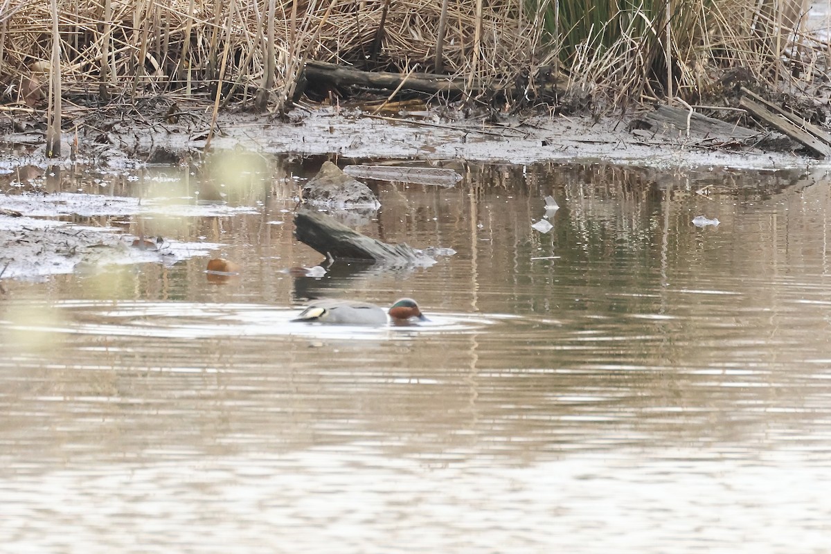 Green-winged Teal - ML616839984