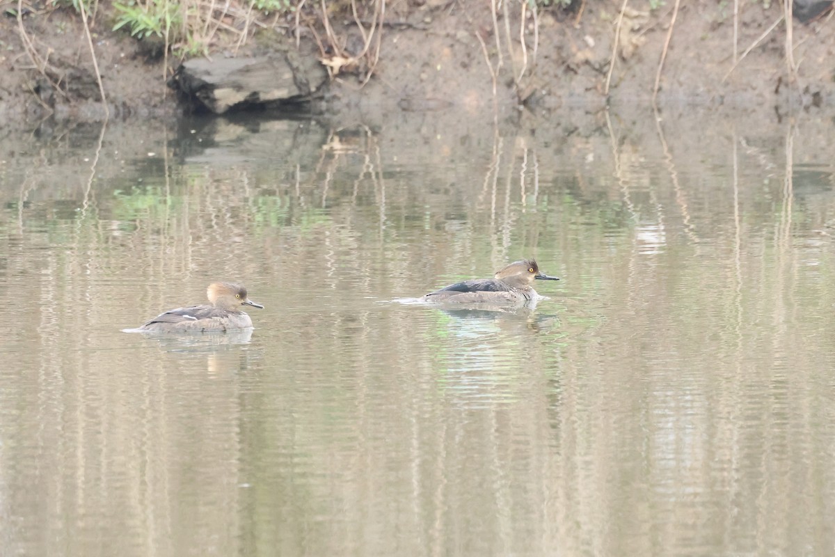 Hooded Merganser - ML616839986