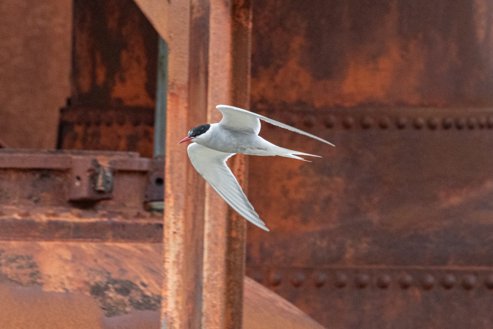 Antarctic Tern (South Georgia) - Denis Corbeil