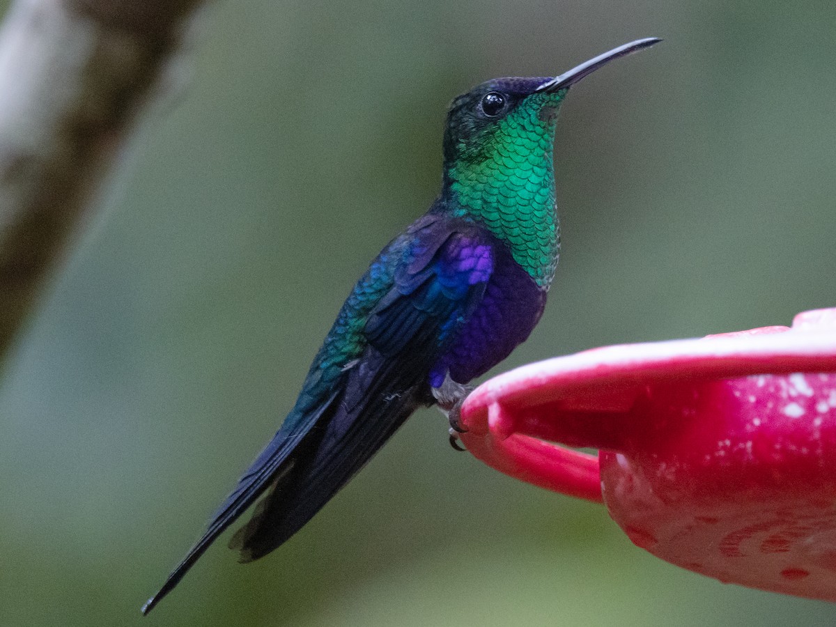 glansdryade (Violet-crowned Woodnymph) - ML616840001