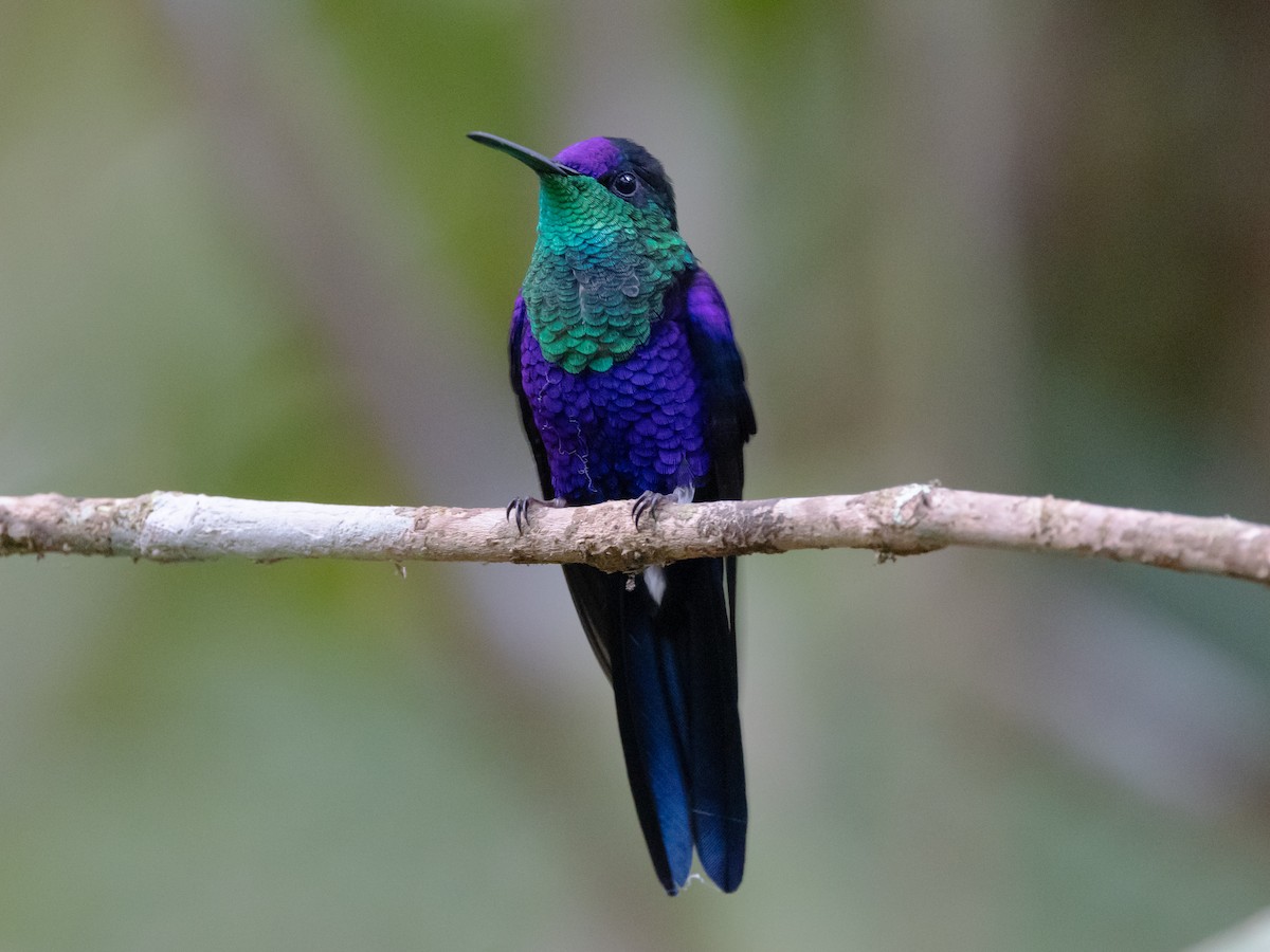 Crowned Woodnymph (Northern/Colombian Violet-crowned) - ML616840002