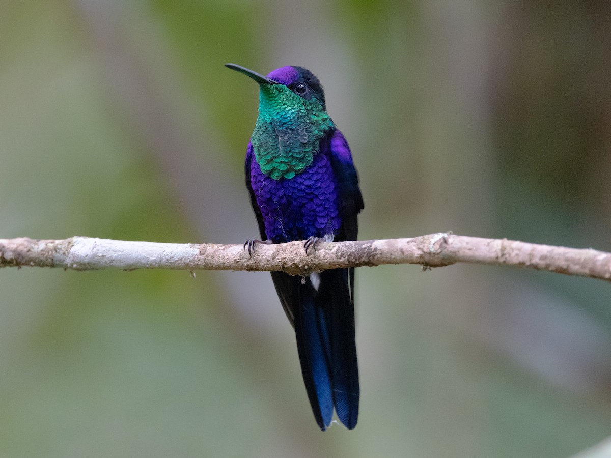 glansdryade (Violet-crowned Woodnymph) - ML616840002