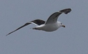 Great Black-backed Gull - burton balkind