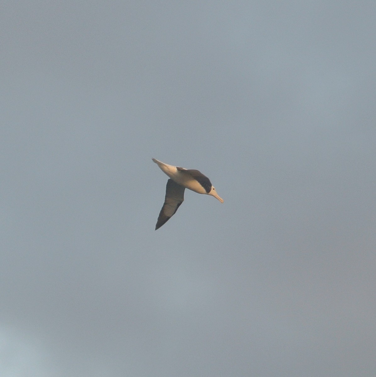 Northern Royal Albatross - Kim Hartquist