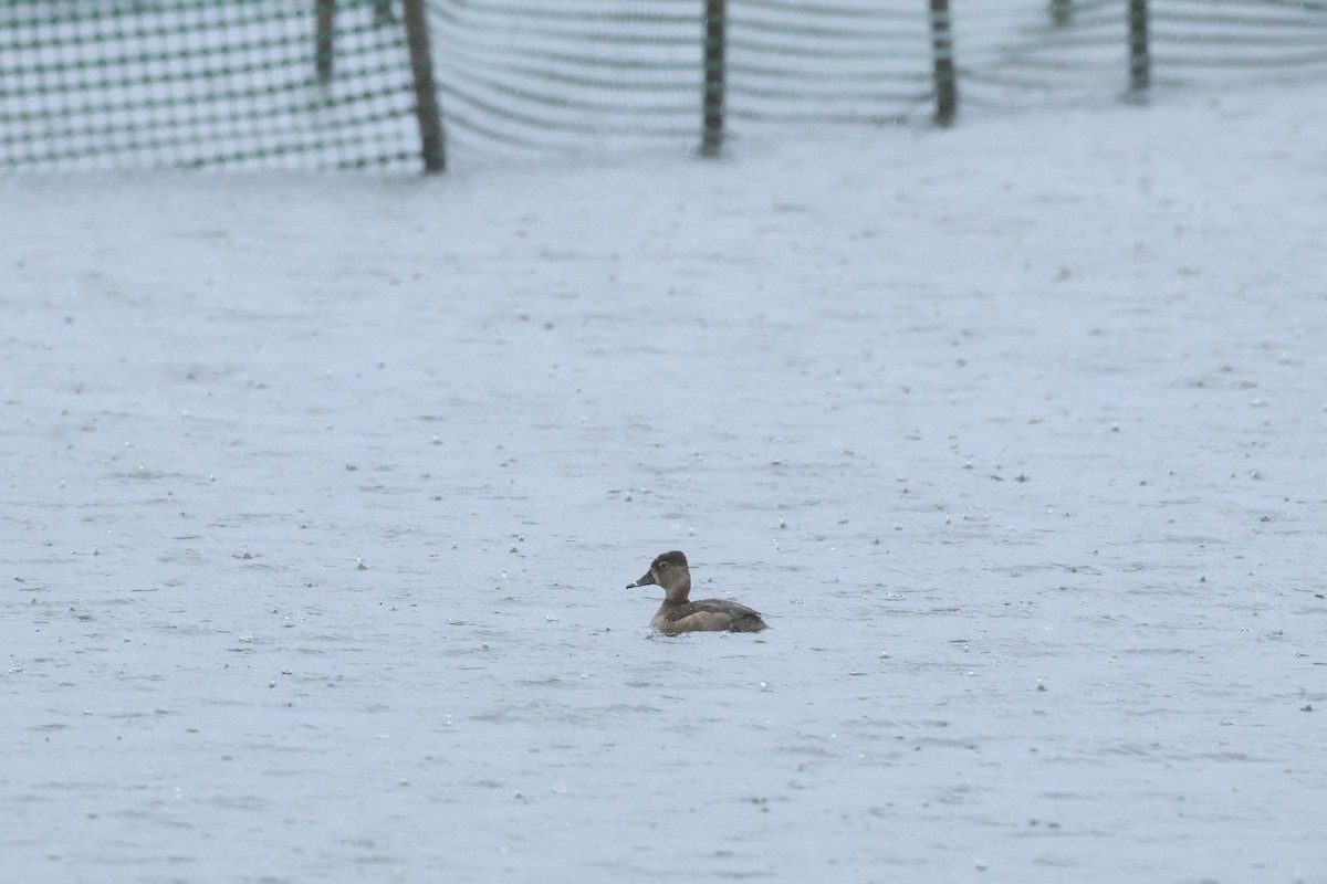 Ring-necked Duck - ML616840016