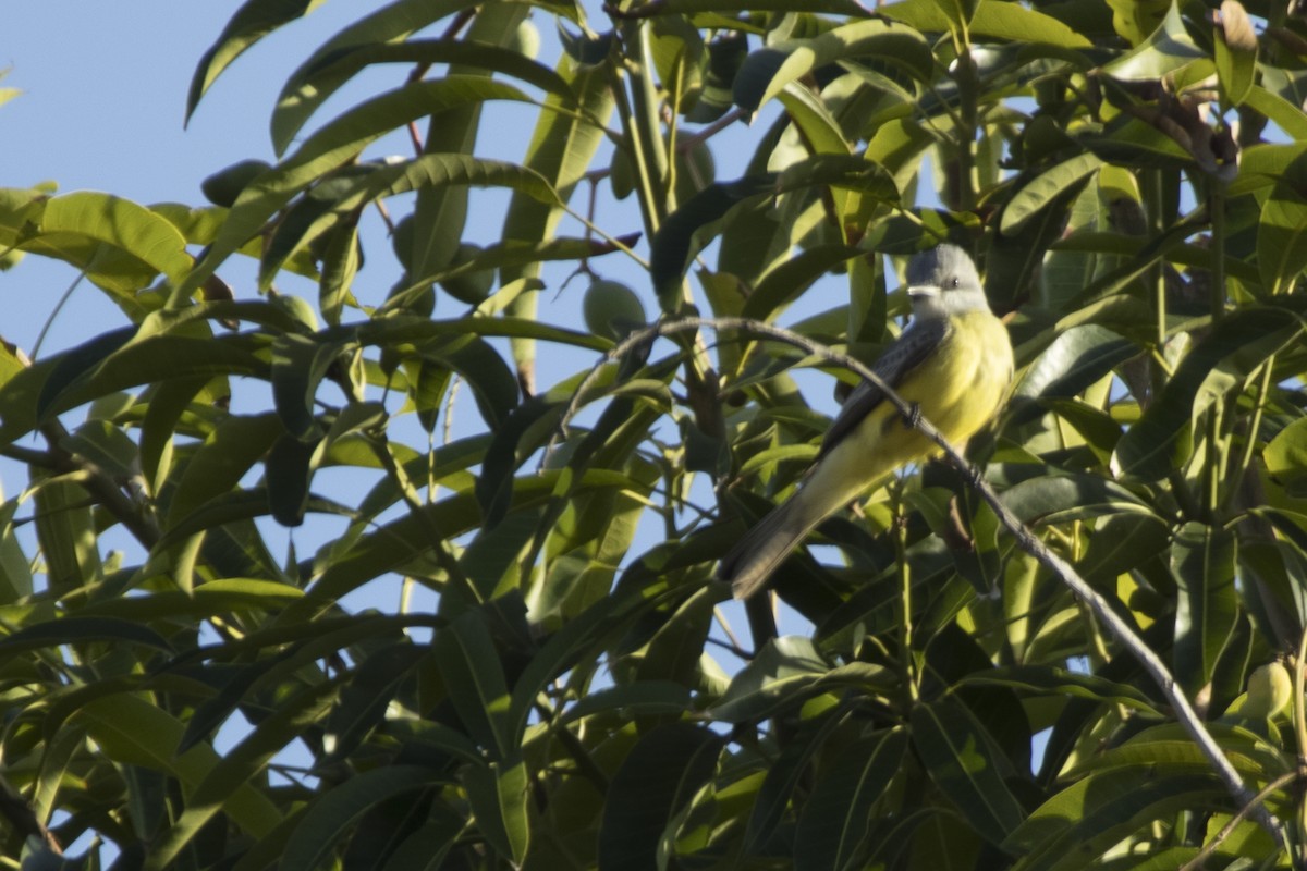 yellow-bellied kingbird sp. - ML616840018