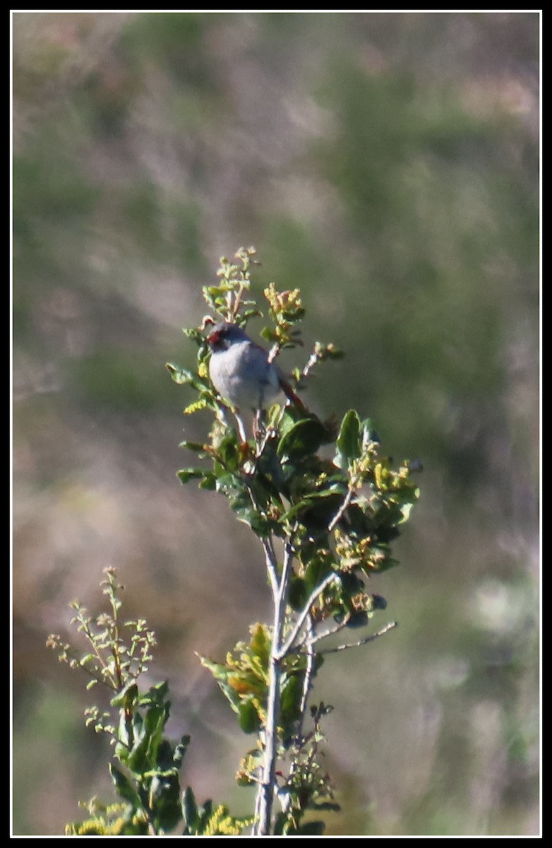 Black-chinned Sparrow - ML616840020