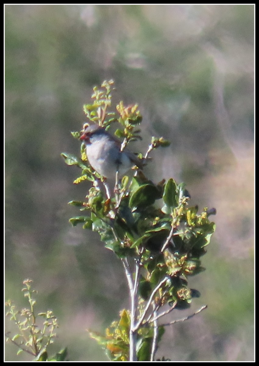 Black-chinned Sparrow - ML616840021
