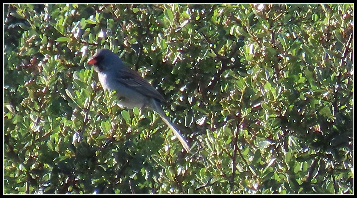 Black-chinned Sparrow - ML616840022