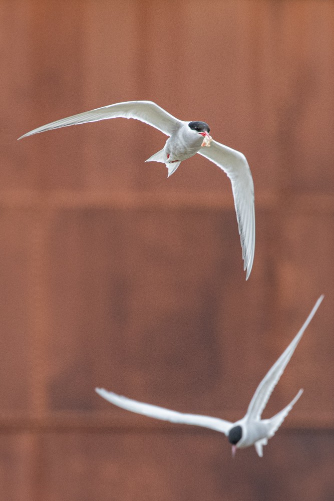 Antarctic Tern (South Georgia) - ML616840026