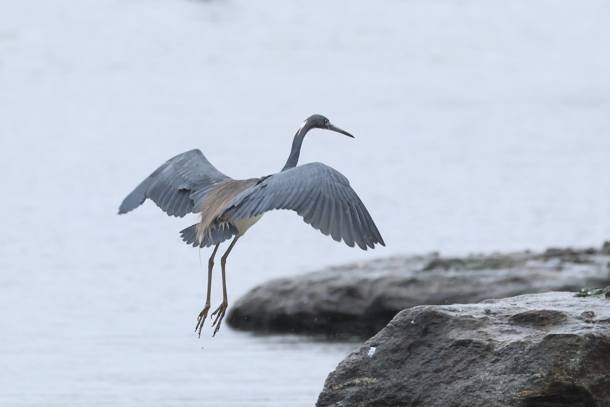 Tricolored Heron - ML616840041