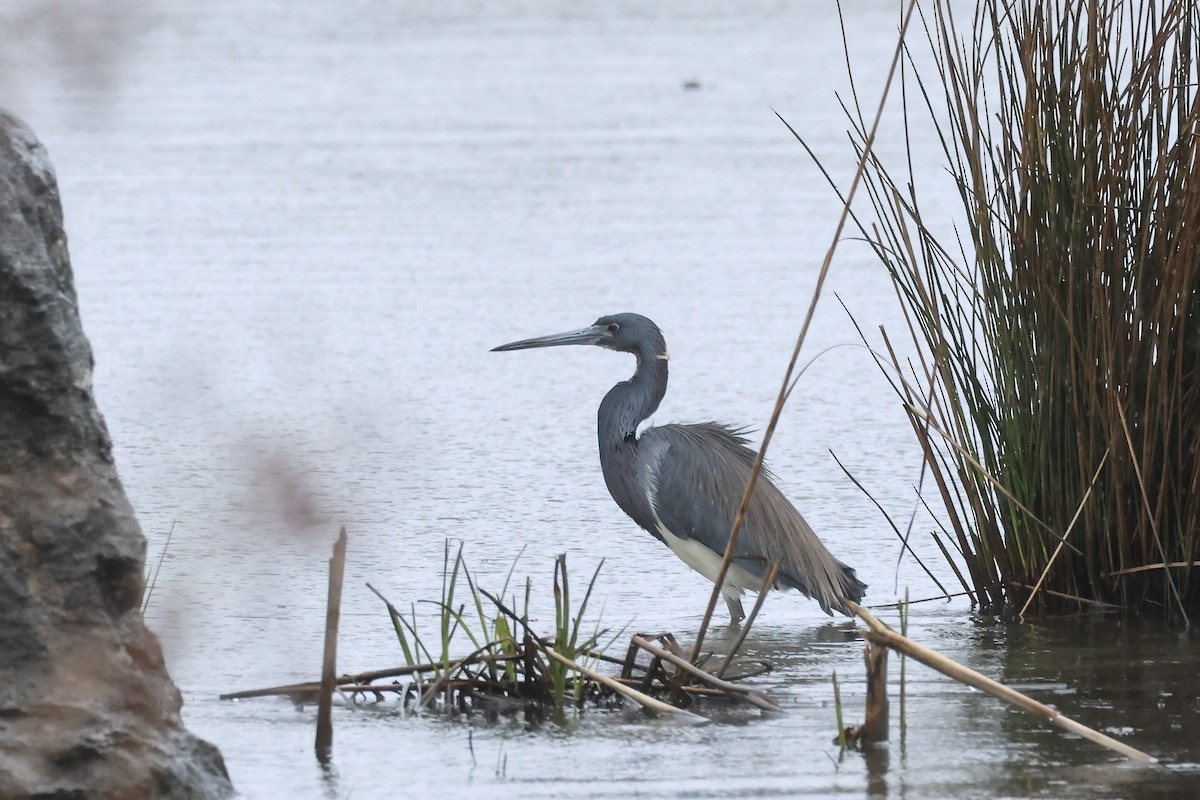 Tricolored Heron - ML616840053