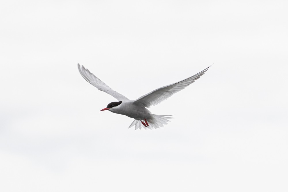 Antarctic Tern (South Georgia) - Denis Corbeil