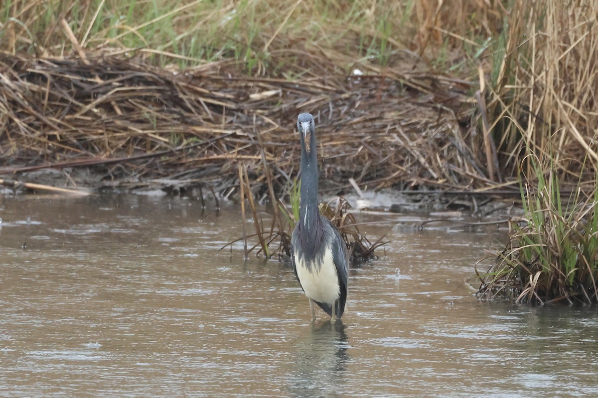 Tricolored Heron - ML616840056