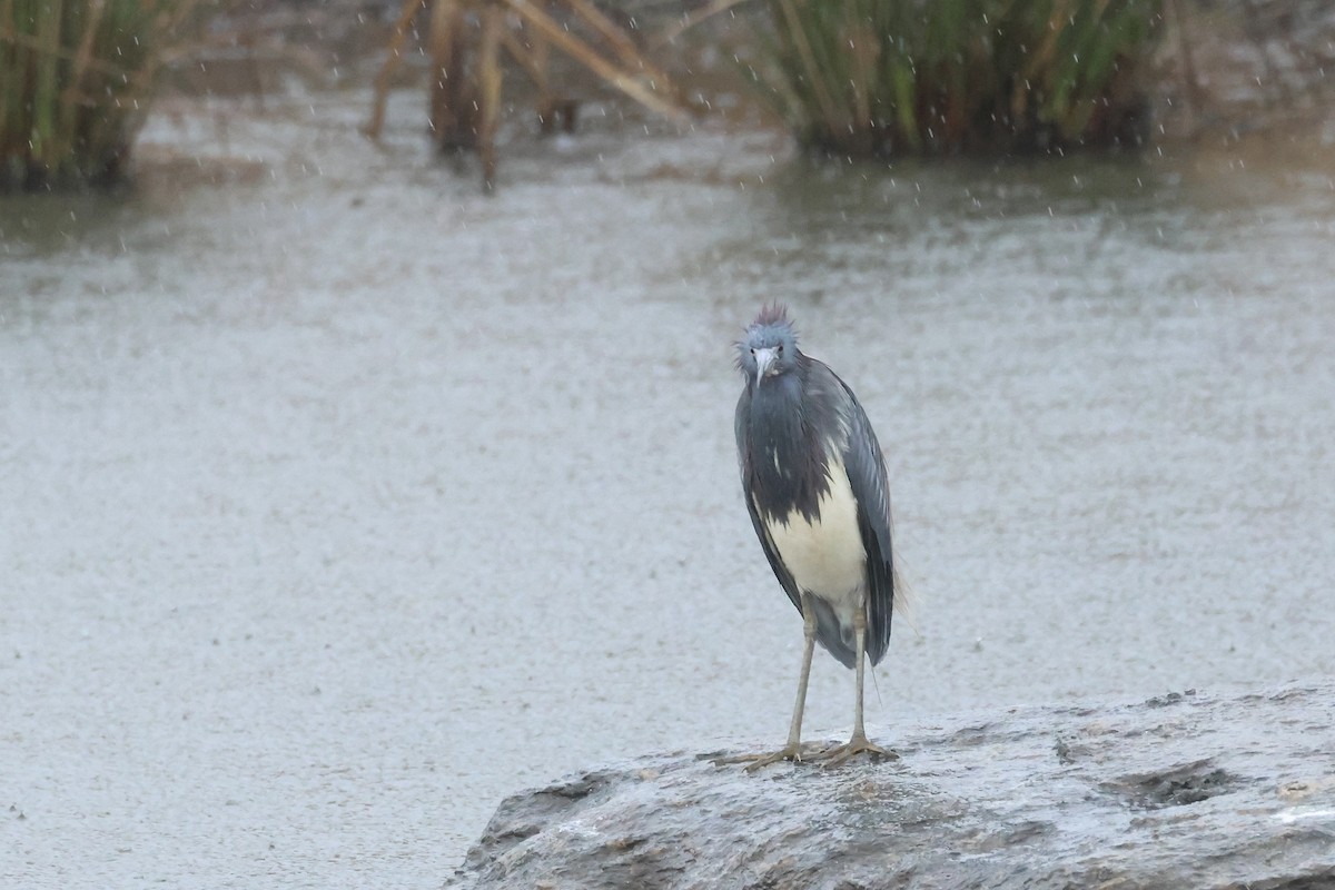 Tricolored Heron - ML616840113