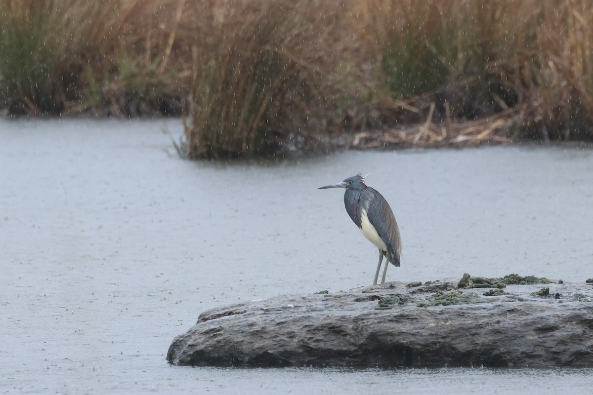 Tricolored Heron - ML616840116