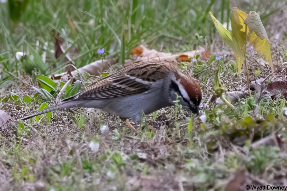 Chipping Sparrow - ML616840125
