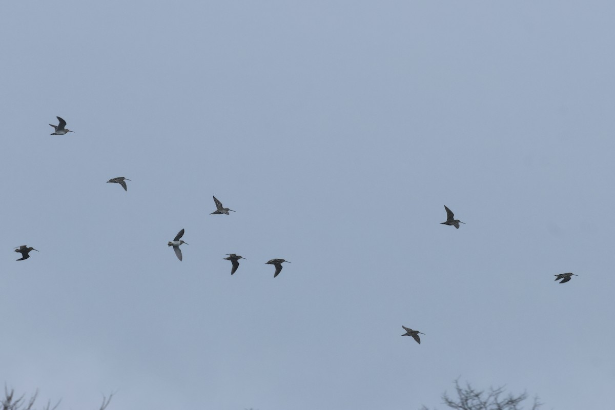 Wilson's Snipe - ML616840132