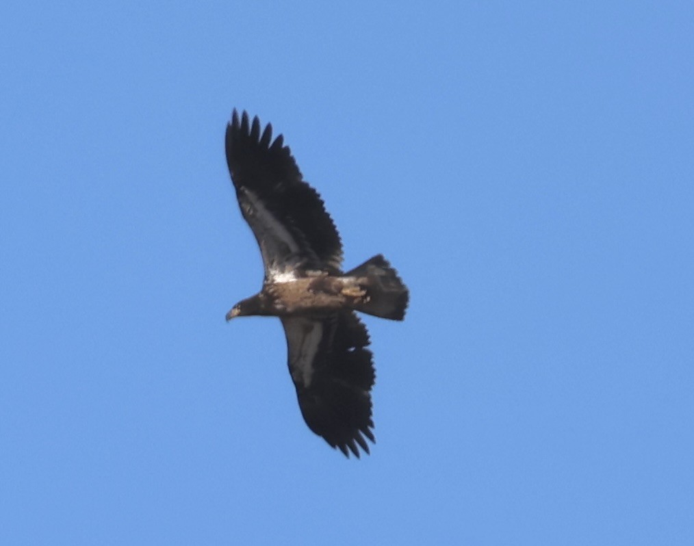 Bald Eagle - ML616840151