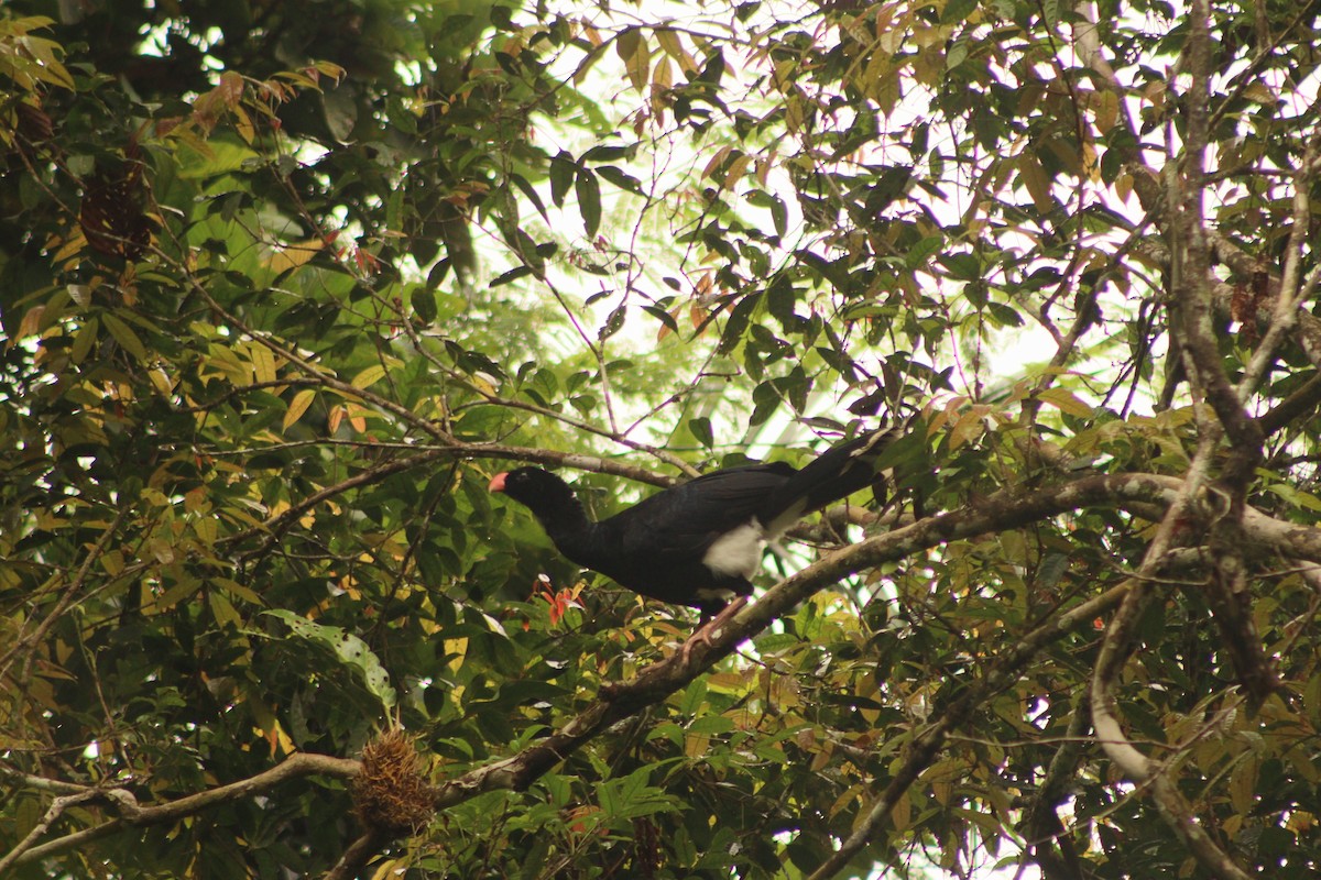 Salvin's Curassow - ML616840191