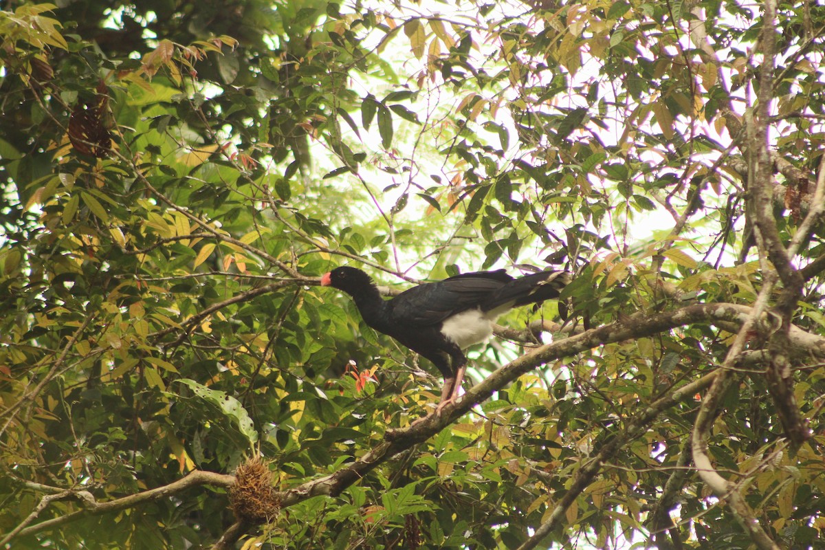 Salvin's Curassow - ML616840193