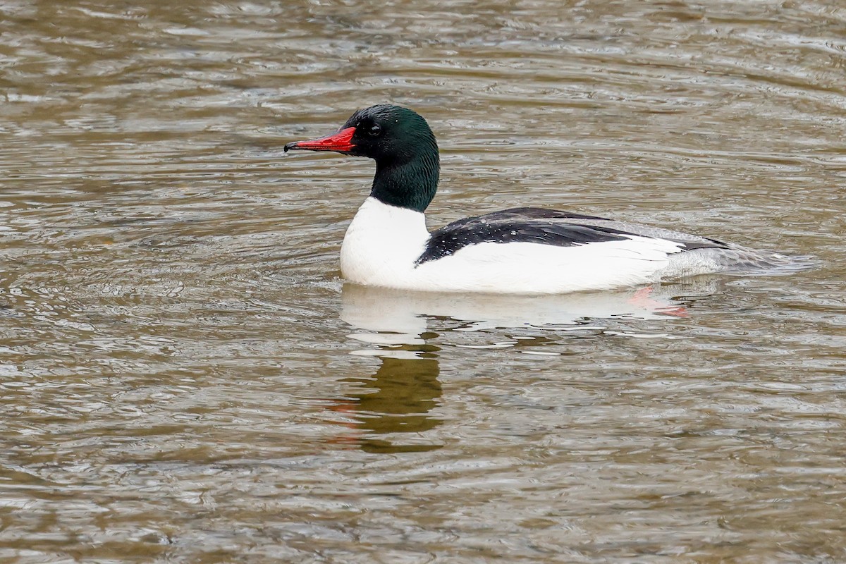 Common Merganser (North American) - Baxter Beamer