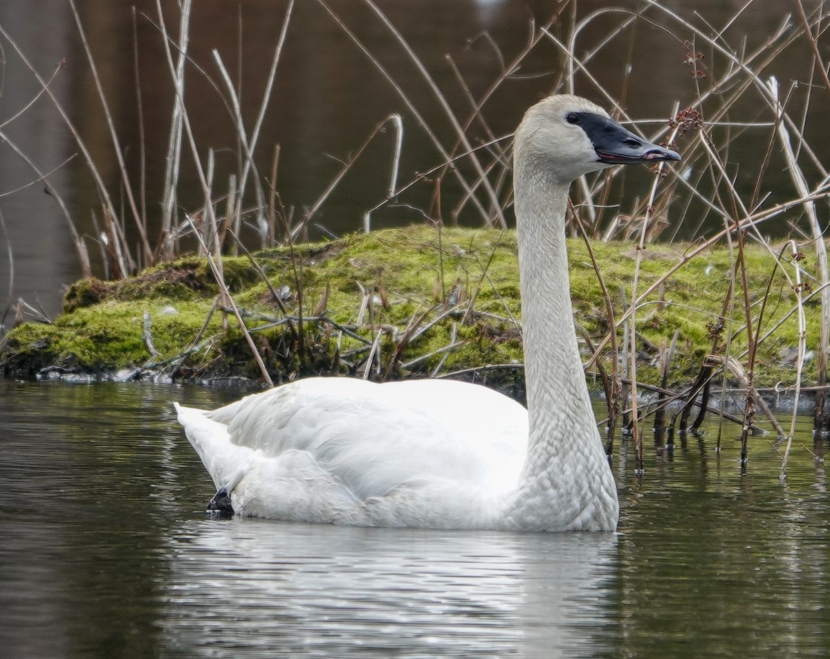 Trumpeter Swan - ML616840223