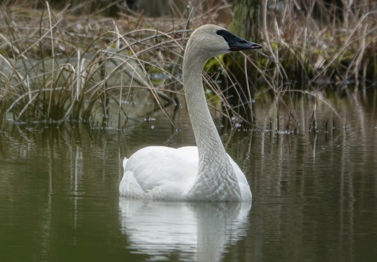 Trumpeter Swan - ML616840224