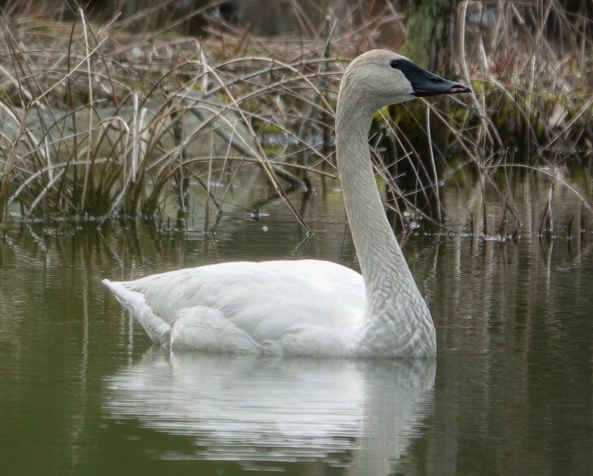 Cygne trompette - ML616840225