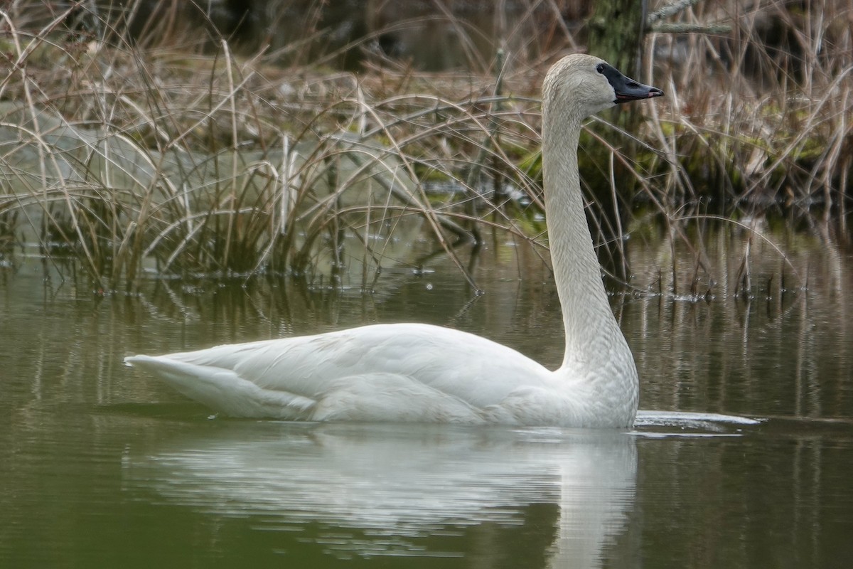 Trumpeter Swan - ML616840226