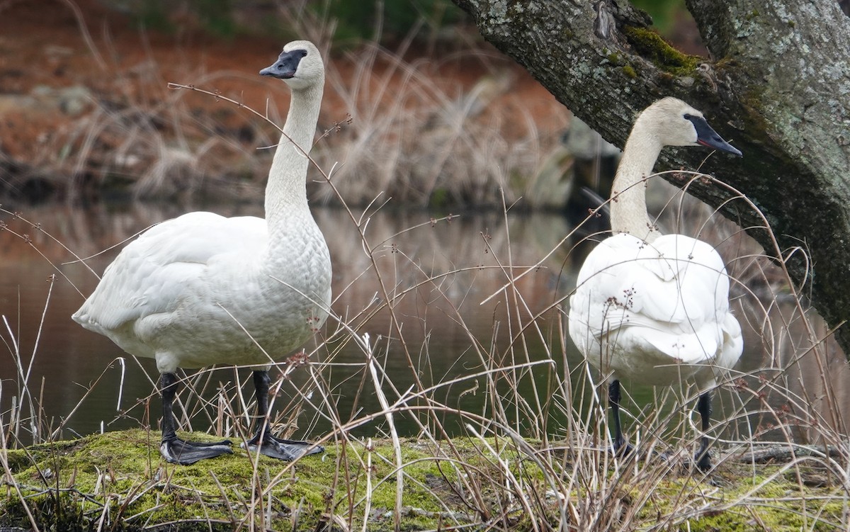 Cygne trompette - ML616840236