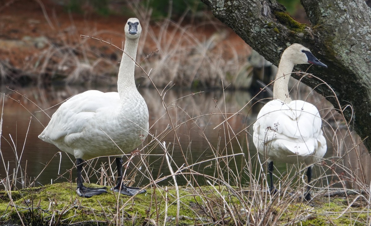 Trumpeter Swan - ML616840237