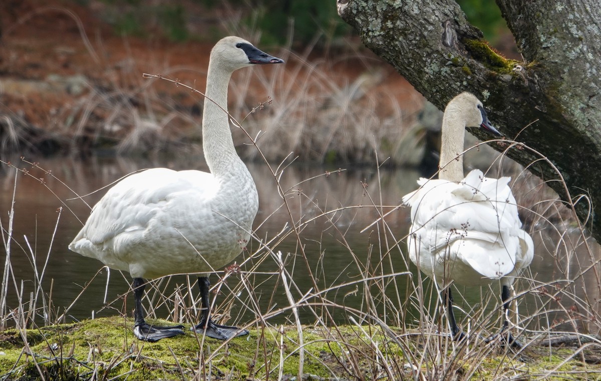 Cisne Trompetero - ML616840239