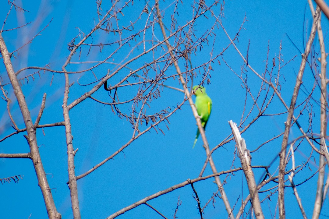 Yellow-chevroned Parakeet - ML616840276