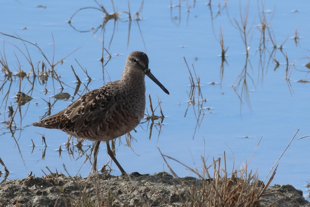 Long-billed Dowitcher - Steven Tracey