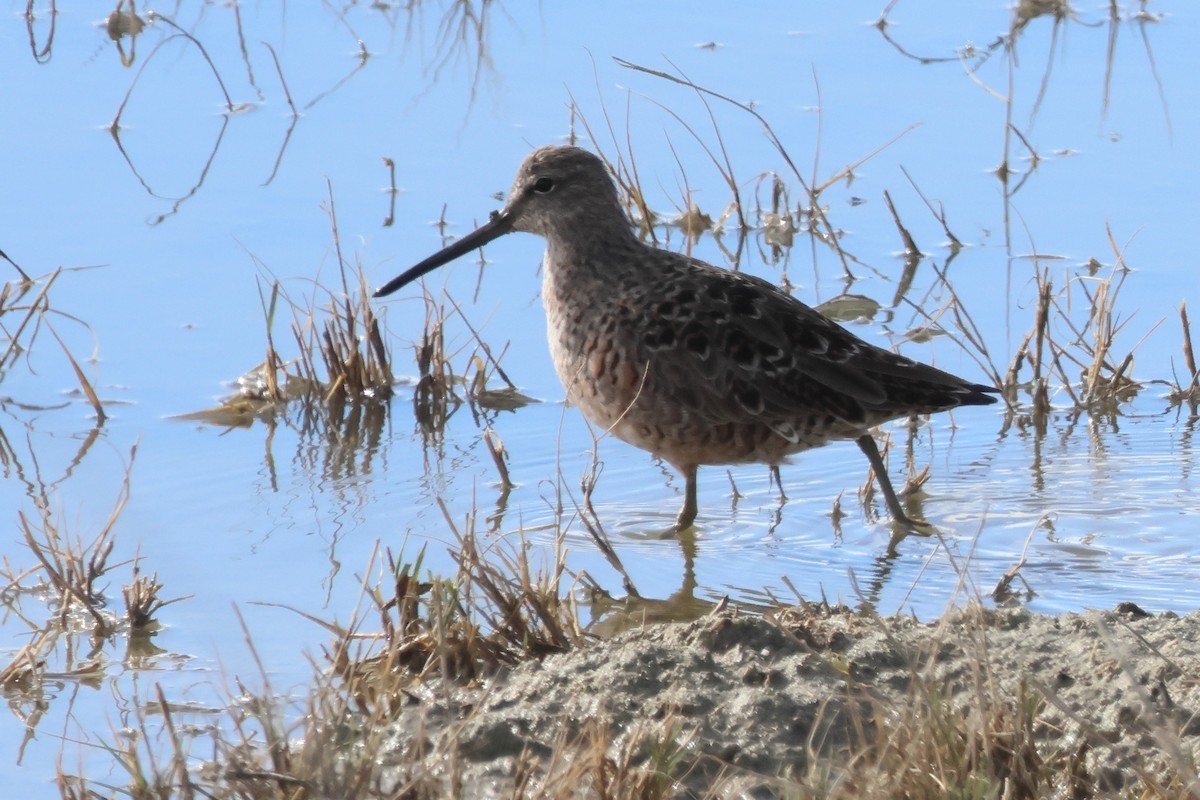 Long-billed Dowitcher - Steven Tracey