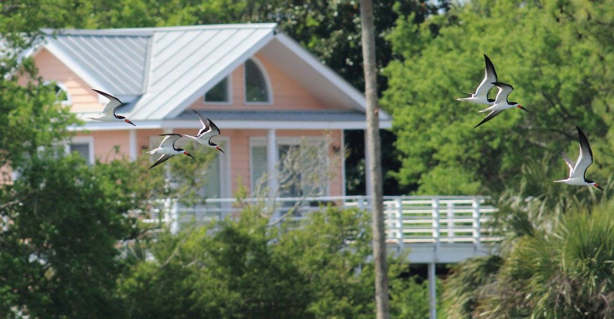 Black Skimmer - ML616840314