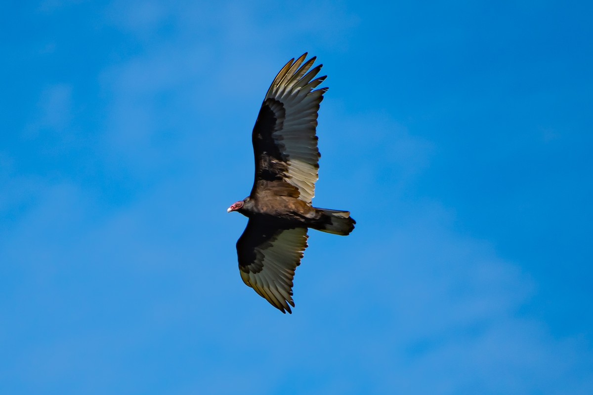 Turkey Vulture - ML616840398