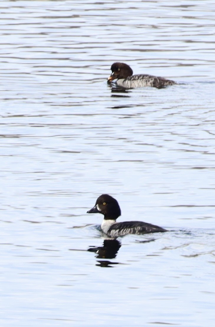Barrow's Goldeneye - ML616840426