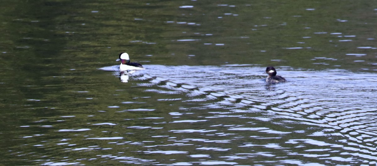 Bufflehead - ML616840429