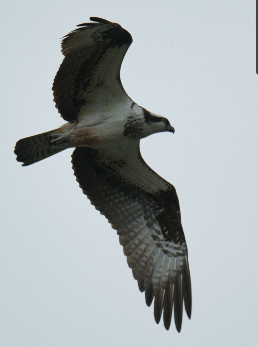 Águila Pescadora - ML616840465