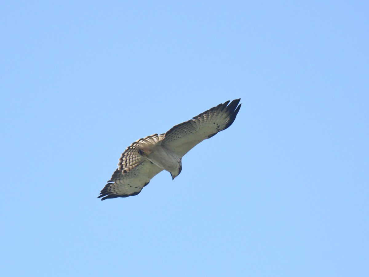 Short-tailed Hawk - ML616840480