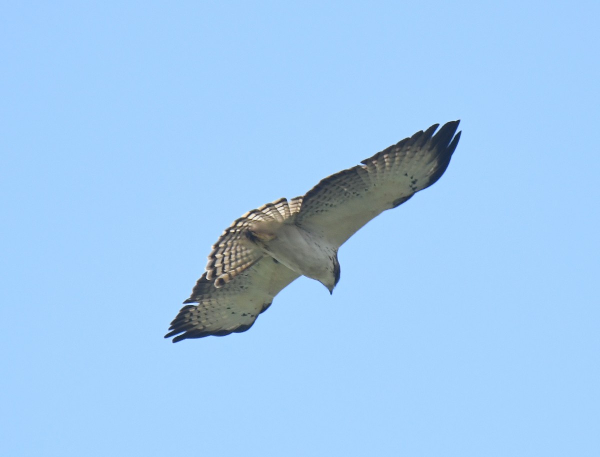 Short-tailed Hawk - ML616840481