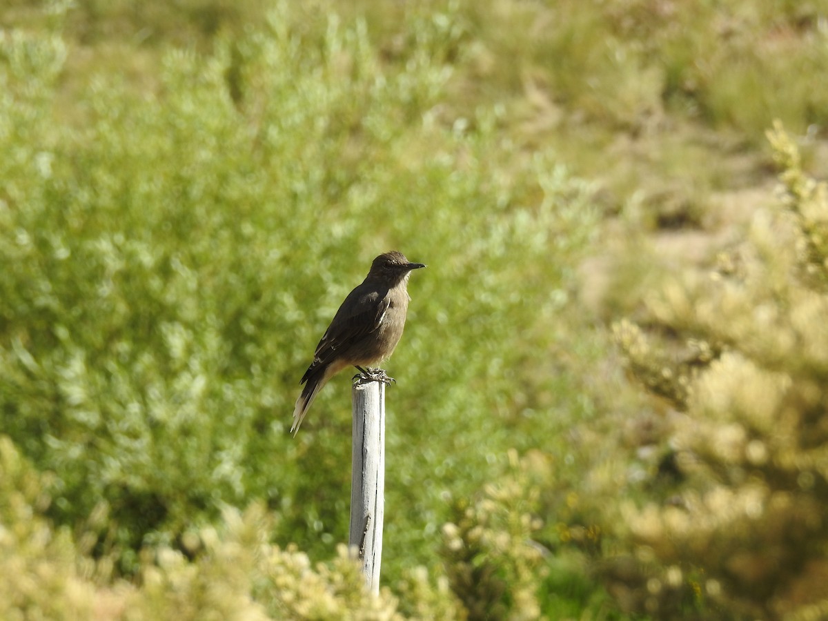 Black-billed Shrike-Tyrant - adriana centeno