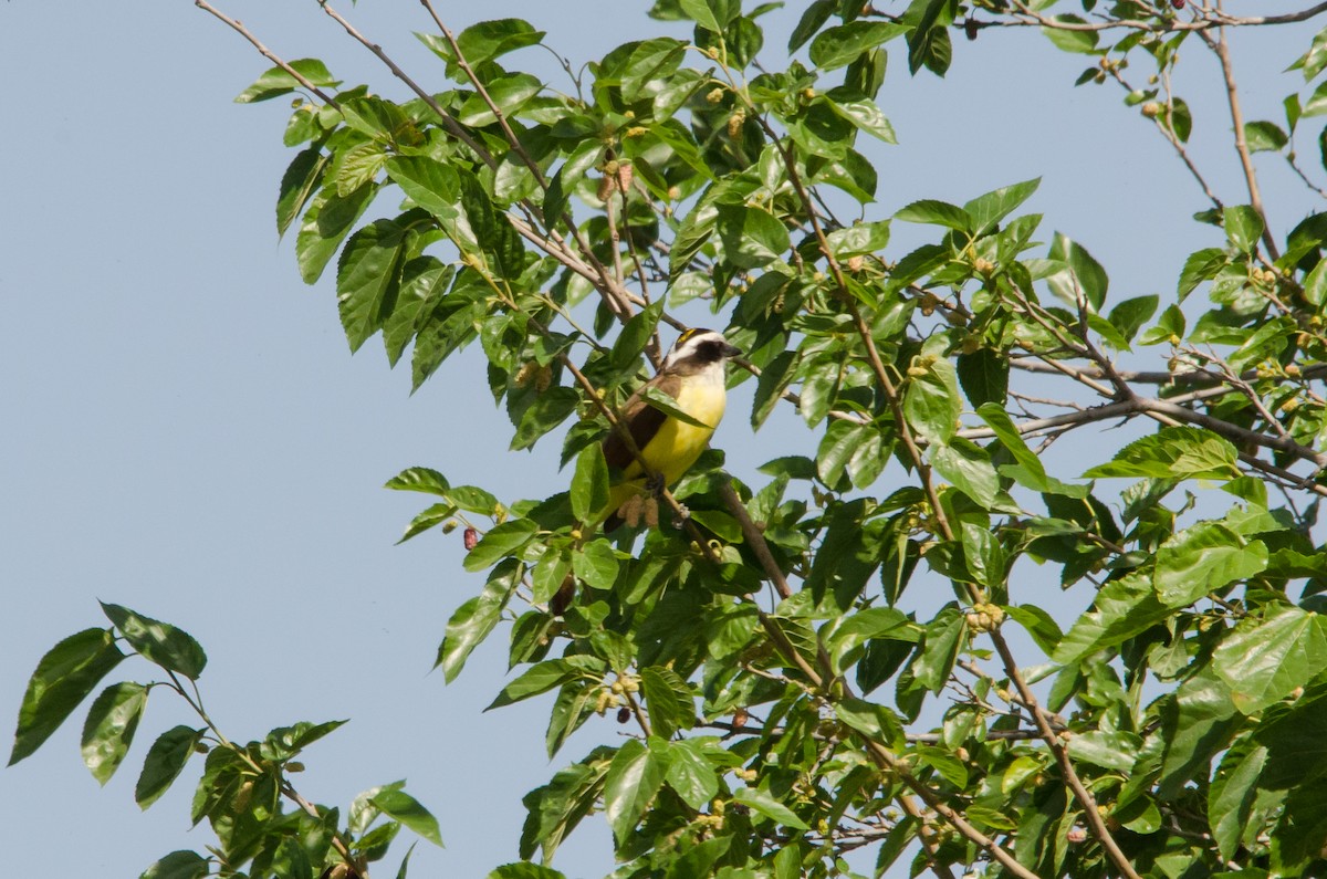 Great Kiskadee - ML616840508